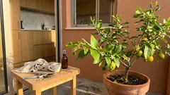 Encontrou um louva-a-deus no limoeiro? Antes de o afastar, saiba isto