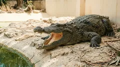 A razão surpreendente pela qual os crocodilos ficam horas de boca aberta ao sol